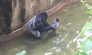 Zoo director comments on Ohio gorilla shooting – video