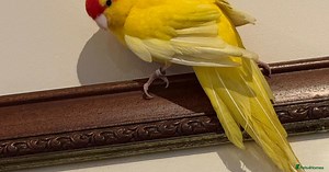 Yellow Female Kakariki (Pending Collection) for sale in Warrington | Pets4Homes