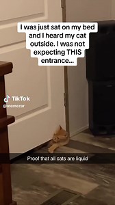 6K views · 142 reactions | bukti kalo kucing itu benda cair | Ikatan Kucing Indonesia (IKI) | Facebook