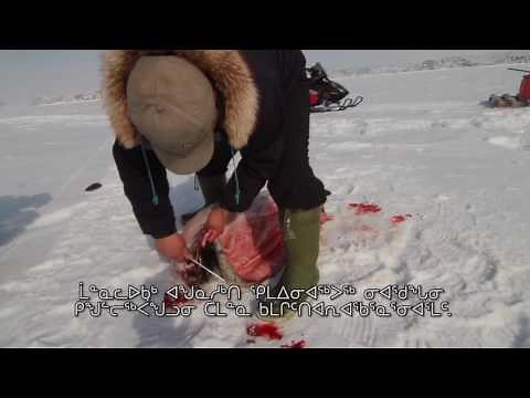 14 Seal Skinning Technique - Hunting Seal in the Summer