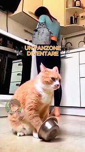 98K views · 6.6K reactions |  Il Gatto Never Gonna Give You Up #animalidoppiati #animalidivertenti #gatti | Guess Doppia | Facebook