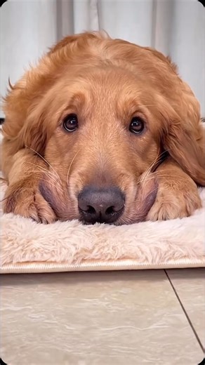 Paws on Instagram on Instagram