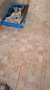 2.4K views · 48 reactions | Tegnapi érkezőink egy része. Behoztunk...