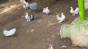 Fantail pigeons available in Bulk quantity at Kirmani Breeding farm Please contact on Whatapp 03008144466 | Kirmani Breeding Farm
