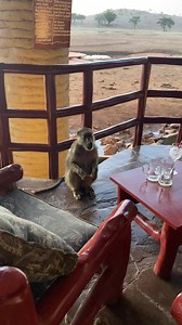 Wildlife help at Salt-Lick lodge, Kenya this morning #safari #lovekenya #keepitwild | Caenhill Countryside Centre