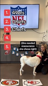 We asked a few of our adoptable pups who they think is going to win the Super Bowl — and this shelter is divided! We're on the edge of our seats waiting to see whose pawdictions will come out on top, but no matter which team prevails, these furry fans are all winners in our hearts! | San Diego Humane Society