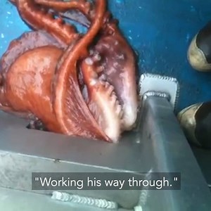 154K views · 530 reactions | That octopus can practically squeeze through anything, no bones about it | This is Happening | Facebook