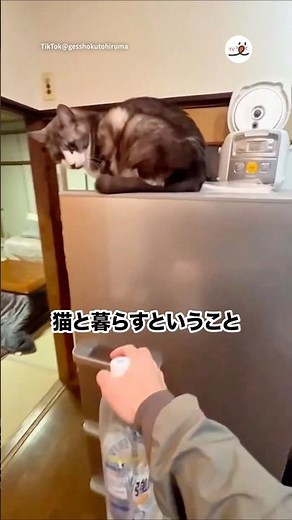 猫と暮らすということは｜PECO
