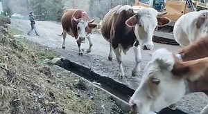 Vacile se adapă cu apă curată de la halău. 🐄🐄🐄🐄🐄🐄🐄🐄La dumneavoastră cum se spune la lemul scobit în care se adună apa, pentru a se adăpa vitele?🤔 | Viața în Bucovina