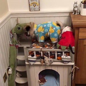 19K views · 300 reactions | Monday morning is here... Can we go back to bed please?! Video cr: LADbible | Pooch & Mutt | Facebook