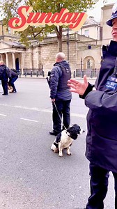 10K views · 292 reactions | Meet Bertie!!!! A 6 years old cocker spaniel !!! well trained explosives search dog !!!! thanks to these police officers who are very accommodating and have good rapport with the public!!!! #Searchdogs #searchdog #dogsofinsta #dogwalking #cockerspanielpuppy #spanielsofinstagram #cockerspanielworld #dogsofinstagram Remembrance Parade !!!! | Kings Finest Horses & LifeGuards | Facebook