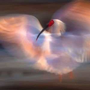 A crested ibis is captured moving its wings in #Shaanxi Province by a photographer from Beijing. #EcoChina #TrendingInChina | Xi's Moments