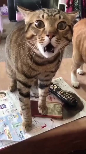 3.8K views · 93 reactions | I need an interpreter藍#funnyvideos #fyp #funnyreels #funny | Partymode | Facebook