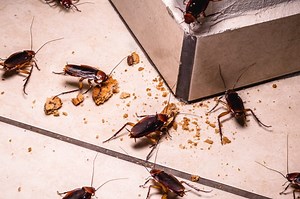 These are the most roach-infested cities in America: Study