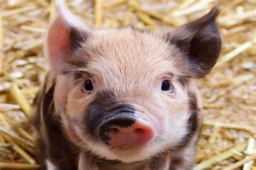 (VIDEO) ¿Cuáles son los cuidados que necesita un mini pig en casa?