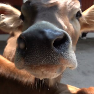 Our calves Bailey (Brown Swiss) and Brandy (Jersey) are here to remind you it's Dairy Month💚 You can see them outside the Cow barn in the Northwestern Mutual Family Farm. | Milwaukee County Zoo