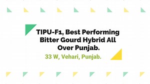 1.5K views · 11 reactions | Hybrid Bitter Gourd TIPU-F1 پاکستان بھر...