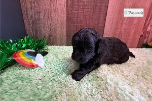 Grace - Peekapoo Puppy 952CBC