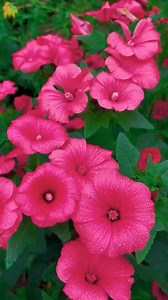 39 reactions · 17 comments | #OMG #nature #beautiful #flowerphotography #flowers | Mian Ahmad Qadeer | Facebook