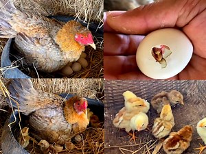 170K views · 3.5K reactions | Making Hen Nest for Hatching to Chick - Cute Cute Chicken after Hatching | BIRD 24 | Facebook