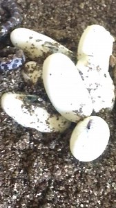 1K views · 41 reactions | Eastern milk snakes ( Lampropeltis triangulum) are hatching today at KRZ. | Kentucky Reptile Zoo | Facebook