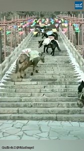 236K views · 2.2K reactions | Dalam video ini, keledai yang sedang...