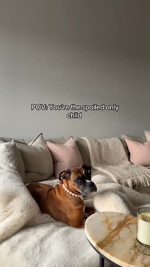 POV： You're the spoiled only child - 7508151115129589022_fix_000 #foryoupage... #fyp #poppypad #dogtok | Emery McNair