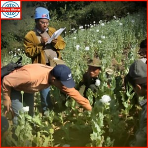 មីយ៉ាន់ម៉ាវ៉ាដាច់អាហ្វហ្គានីស្ថាន! ក្លាយជាប្រទេសផលិតអាភៀនធំជាងគេលើលោក | 7News Khmer