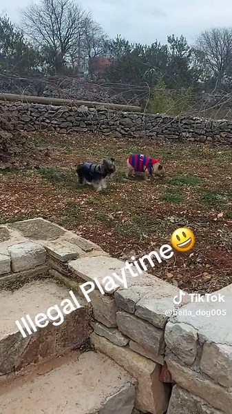 bella_dog005 on TikTok