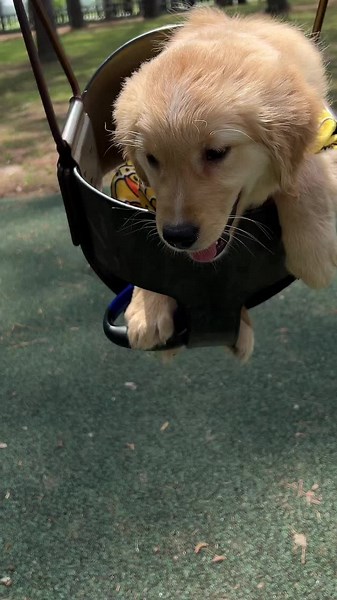 Golden retriever Starbies on TikTok