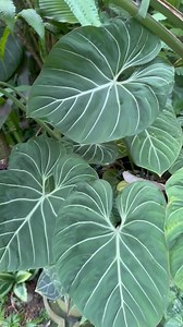 Philodendron gloriosum, with its distinctive veins and large, heart-shaped, velvety leaves that can grow up to 45 cm (18 in) long, is truly a striking foliage plant. Though becoming more accessible, it remains a personal favorite among aroids, with many growing all over my garden. Its crawling nature allows it to gracefully traverse the ground, sending up leaf stems as it grows. The emerging leaves showcase a delicate lime green hue with creamy pink undersides, adding to its allure. While relati