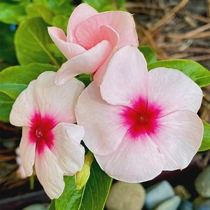 Madagascar Periwinkle Seeds | Pink Flower Seeds With Red Center - Etsy