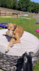 9.6K views · 63 reactions | Long hot day- Embarrassing Dave always loses to Pickles the Pygmy Goat in King of the Castle. Master Mouse needed a summer trim and madly enough is distracted from the scary clippers by chewing your hand. And I live for evenings around a table of off menu Chinese food ordered by friends who know better than me - goodnight all and happy Saturday x | Mowgli Street Food | Facebook