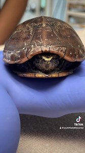 43 reactions | The Striped Mud Turtle is not a common patient we see...