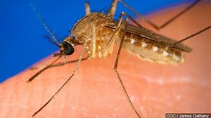 Maryland Dept. of Agriculture to conduct mosquito spray following positive case of malaria