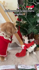 BARF BOWL ของโปรดของเด็กๆ 🤍 กินง่าย ถ่ายเป็นก้อน เนื้อเนียนและสะอาดมาก! เด็กๆ คือติดใจสุด ปากหอมสุด . 🛍️ สนใจสั่ง Barf Bowl คลิกเลย : https://bit.ly/3OKuRPq . #BARFBOWL #บาร์ฟเนื้อเนียน #บาร์ฟมื้อแรกที่น้องติดใจ #barf #บาร์ฟ | BARF BOWL