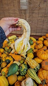 1.1K views · 66 reactions | Ibat ibang hugis ng squash and pumpkins | Angelie L48 | Facebook