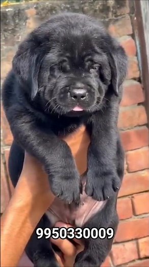 Labrador Dog FAILS Compilation (Too Funny to Miss!) 😂#labrador #shorts #marriageproposals #shortfeed