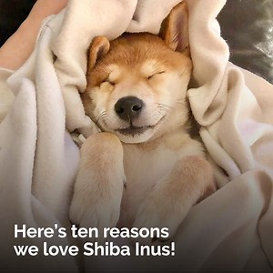 415K views · 2.3K reactions | Shiba Inus are the cutest!  | Lovimals | Facebook