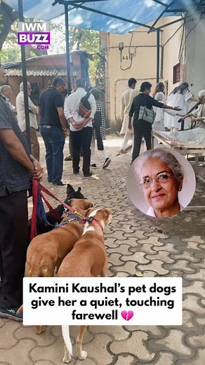 583K views · 3.8K reactions | Veteran actress Kamini Kaushal's final rites performed in Mumbai, her pet dogs offer silent farewell 梁 #RIP #sad #KaminiKaushal #petdog #bollywood #petlovers #loyalty #iwmbuzz | IWMBuzz | Facebook