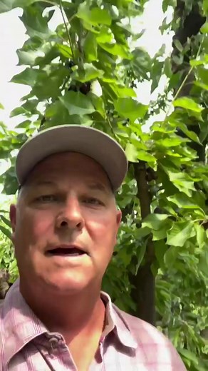 Happy Farm Friday! 👨‍🌾🍒✏️ #JoyfullyGrownCherries This week our Director of Marketing & Orchard Owner, Mac Riggan, is live from one of our Central Washington Cherry orchards for a very exciting update! Shoutout to everyone out there working hard to bring a delicious 2023 Cherry crop to families everywhere. Happy cherry season! #Cherries #CherryOrchard #BehindTheScenes | Chelan Fresh