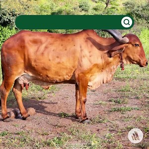 Lumpy skin disease may be confused with the less clinically important pseudo-lumpy skin disease, which is caused by bovine herpesvirus 2. The two diseases can be distinguished by PCR assay. Learn more: mrkmnls.co/3SQVGTB. | The Merck Veterinary Manual