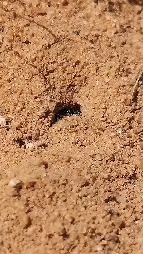 37K views · 738 reactions | A European Bee Wolf carrying a Honey bee and burying it in its burrow in the sand. #bees #bumblebee #beekind #nature #naturereels #facebookreels #reellife #insects | The Robin Whisperer | Facebook