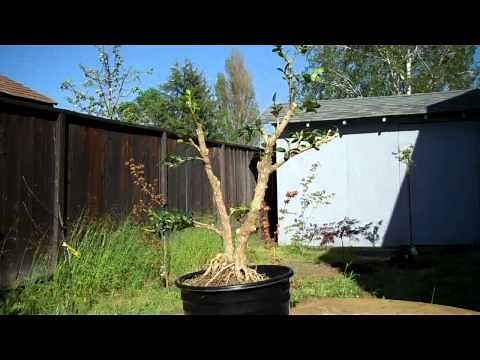 How to create a Boxwood Bonsai Part 2 Final Pruning and potting