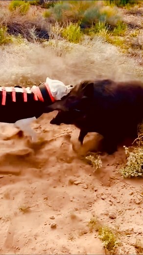 3.4K views · 28 reactions | Dog power wait for ending ☠️☠️ #dog #doglover #doglife #dogs #pitbull #pitbullsofinstagram | Rohit Antil | Facebook