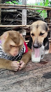 8.1K views · 222 reactions | SokYaa Monkey and Dog Drink Milk Together and Their Friendship Breaks the Internet | Wow Greaty | Facebook