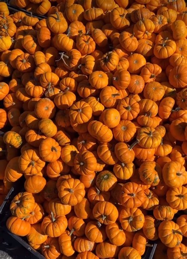 Why do you L🍎VE Fall? 😍🍂🚜🍩 Share your favorite #CountyLineOrchard moments by tagging us in your photos/videos from this Season! 📸 📸 Reel by @_chicagolifestyle #BarntobeWild #Fall #OrchardSeason #October #FallActivities #ApplePicking #Pumpkins #NWI #Indiana #Chicago | County Line Orchard