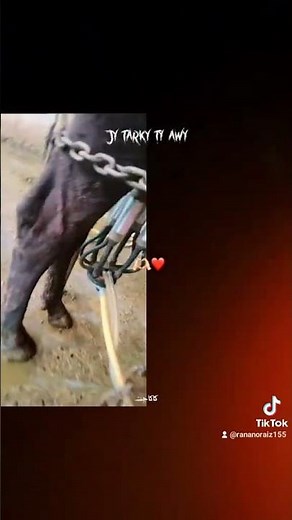 gay milking from sadaqat dairy farm