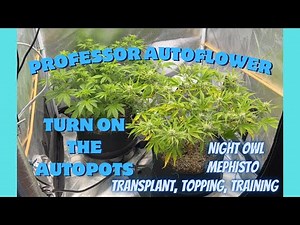 Professor Autoflower | Turn on the Autopots Vanilla Fizz & Sour Bubbly, Transplant, Topping,Training