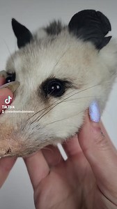 Opossum head ring box with galaxy eyes! *customer commission NFS* | Reanimate